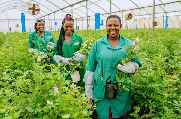 Women harvesting crops in greenhouse